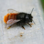 female mason bee