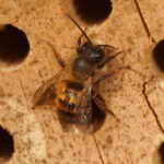 close up of mason bee