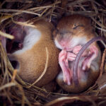 mice nesting