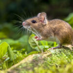 mouse eradication