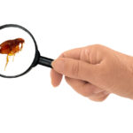 Flea under the magnifying glass