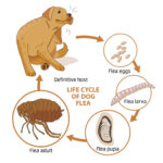 Dog fleas life cycle