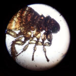 flea under mircroscope