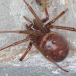 Cupboard spider (Steatoda grossa)