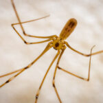 Daddy long-legs spider (Pholcidae)