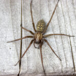 Giant House Spider (Eratigena atrica)
