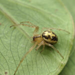 Sector Spider (Zygiella)
