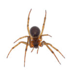 Noble False Widow Spider (Steatoda nobilis}