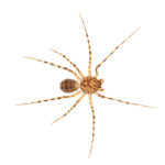 Spitting spider (Scytodidae)