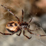 Common false widow spider