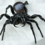 The mouse spider (Scotophaeus Blackwalli)