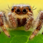 Jumping spiders (Salticidae)