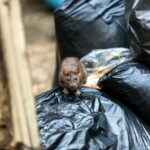 wet brown mice Emerging among the black garbage bags