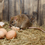 rat stealing eggs