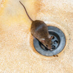 mouse by drain