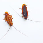 cockroaches Rochdale