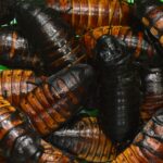 large american cockroaches close up