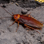 Adult American Cockroach Newton