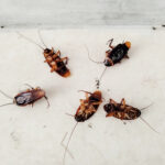 cockroach dead Ince in Makerfield
