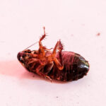 cockroach that landed on a school floor Gatley