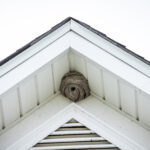 large wasp nest under roof