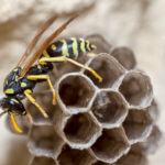 wasp Aintree
