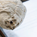 wasp nest under the roof 