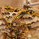 wasp Withington