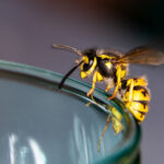 wasp sitting on glass