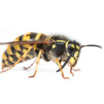 A queen Vespula social wasp cleaning her antenna