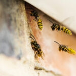 Wasps Causing Problem By Building Nest Under Roof Of House stockport