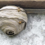 wasp nest removal Willaston