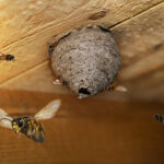 Seasonal Pest Management for wasps