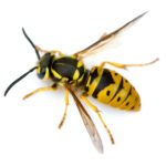 wasps Caldy
