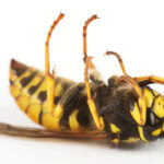 dead wasp Fallowfield
