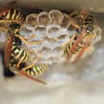 Wasps on comb Higher Green
