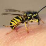 striped angry wasp