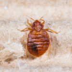 Close up adult cimex lectularius on corrugated recycled paper, bedbug, blood sucker