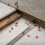 Many black ants on floor at home. Pest prevention for attics