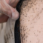 Pest Prevention for businesses, Bedbug Control