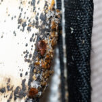 bed bug eggs in mattress