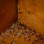 Bed bugs, blood and eggs in the bottom of a dresser draw