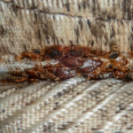 Serious bed bug infestation, bed bugs developed unnoticed on the mattress in folds and seams.