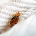 Young bug in the crease of the mattress macro.