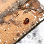 Bedbugs on wood