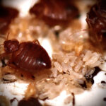 Bedbugs stockport