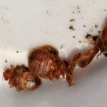 Bedbugs in Wardley