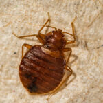 bed bug on material up-close