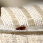 Bedbugs infestation