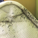 Bedbugs infestation on mattress